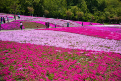 芝桜