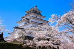 鶴ヶ城の春１