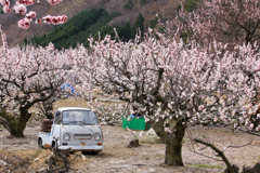 あんずの花