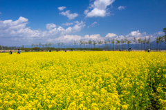 福島潟の菜の花