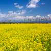 福島潟の菜の花