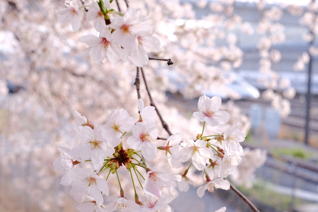 2021年桜と新幹線