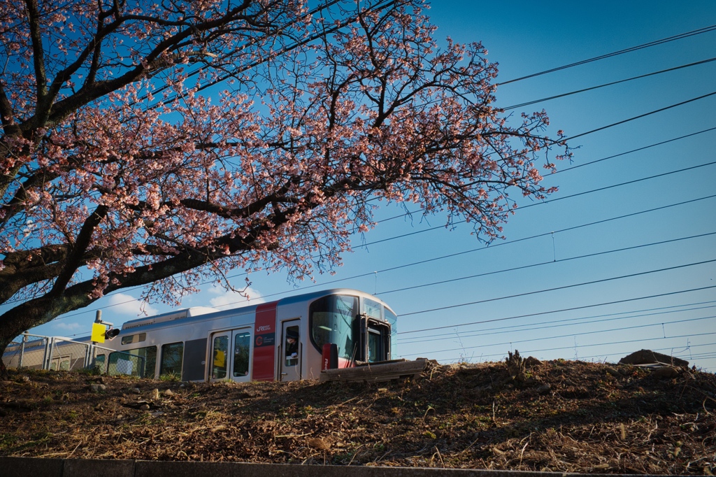 JR海田市駅の寒桜(ちょっと早め）