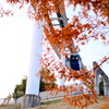紅葉の間に見えました。