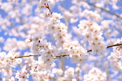 駐車場の桜