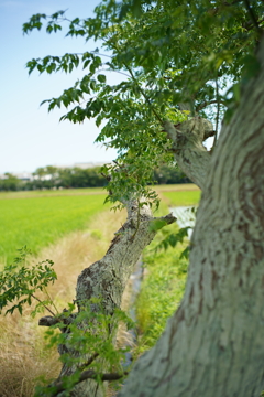 木陰