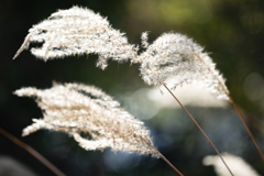 Miscanthus sinensis