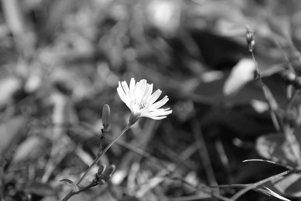 オニタビラコ−１