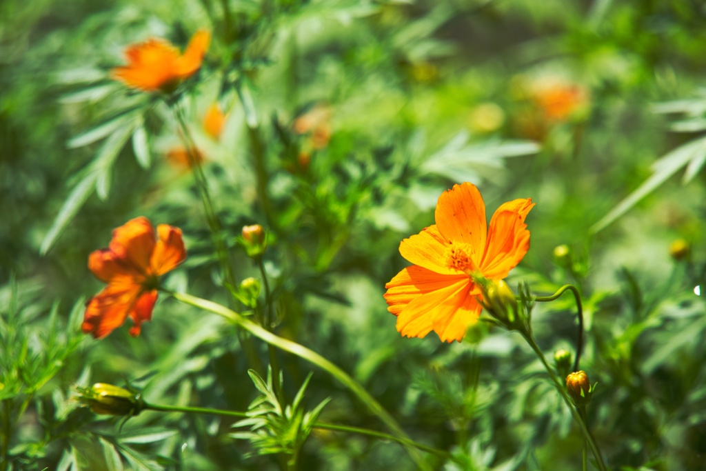 キバナコスモス