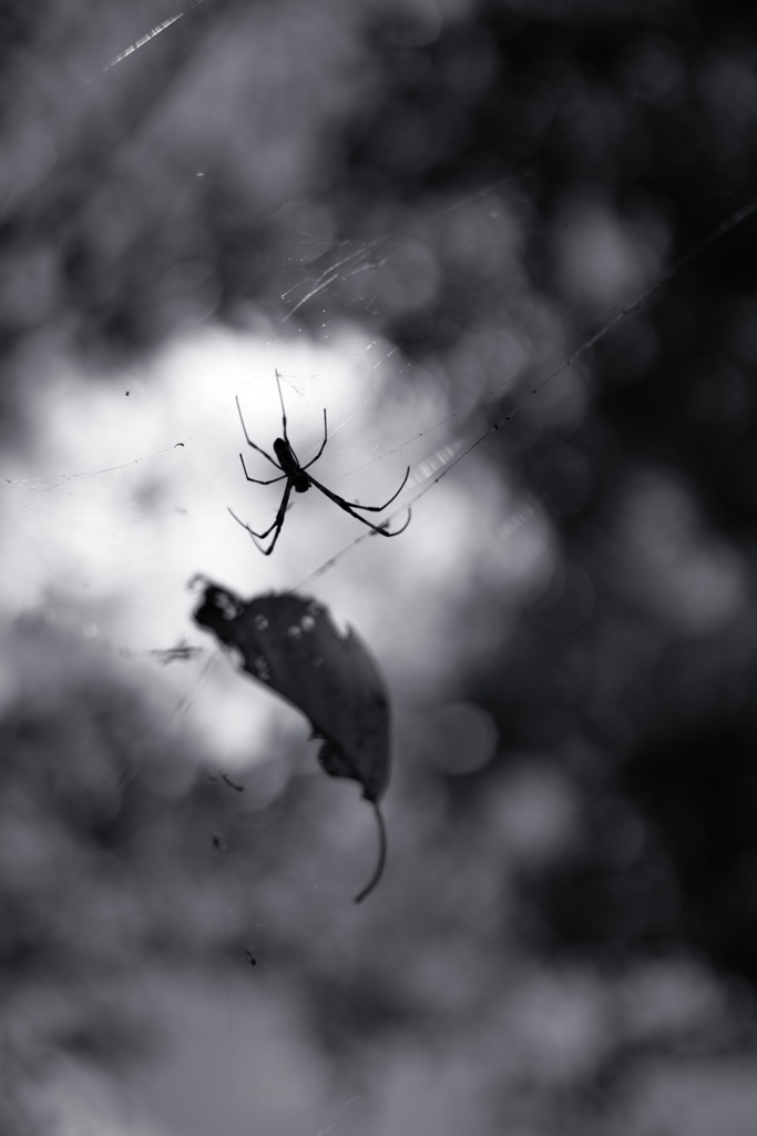 蜘蛛と枯葉−２