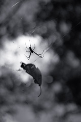 蜘蛛と枯葉−２