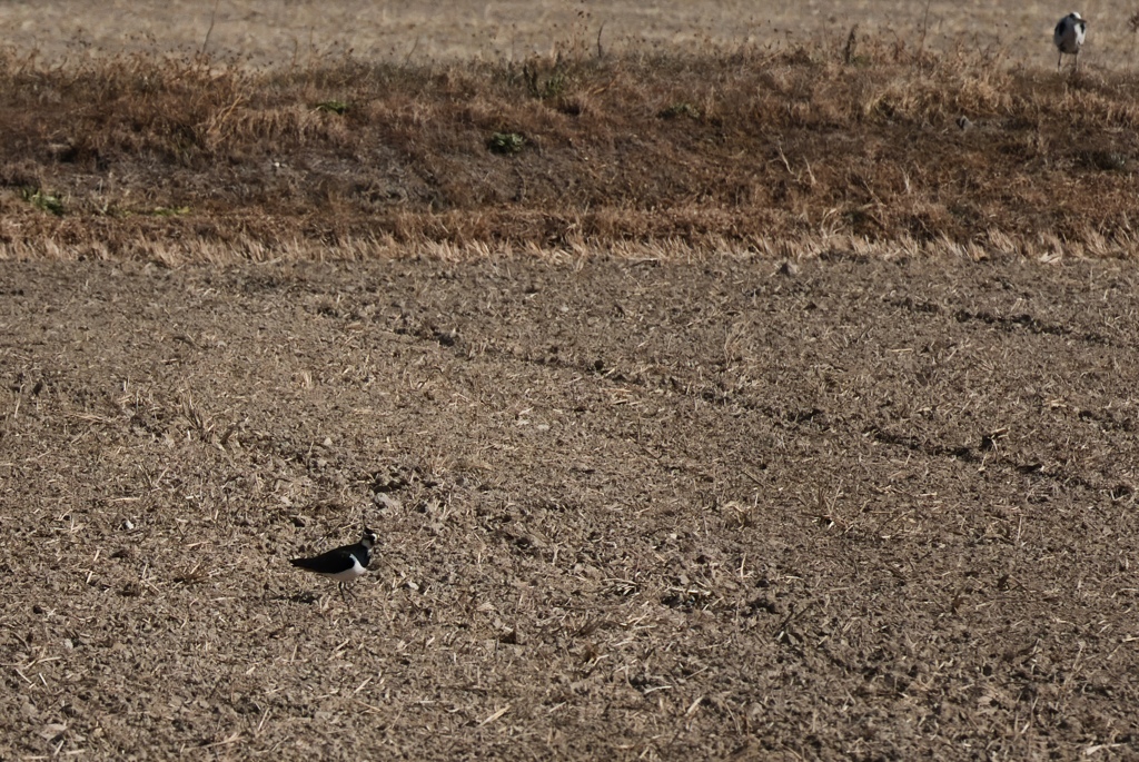 ぽつんと１羽