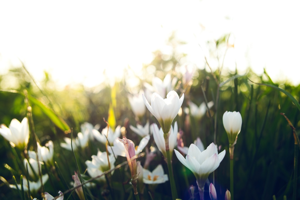タマスダレ−２