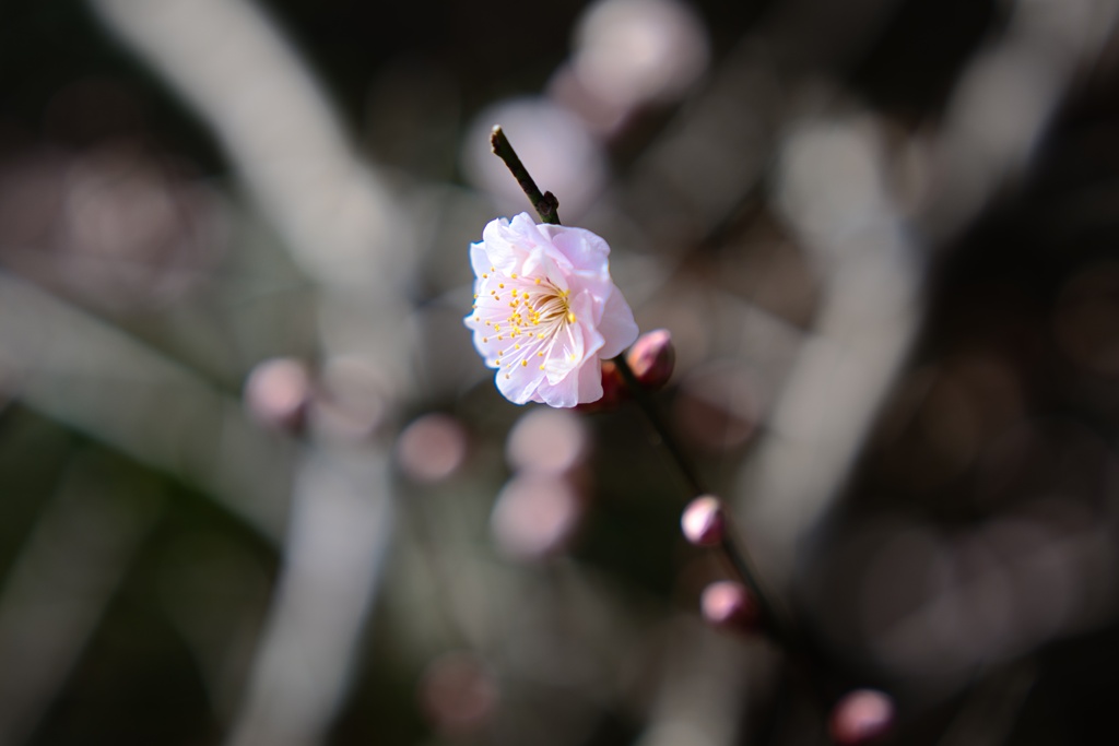 開花