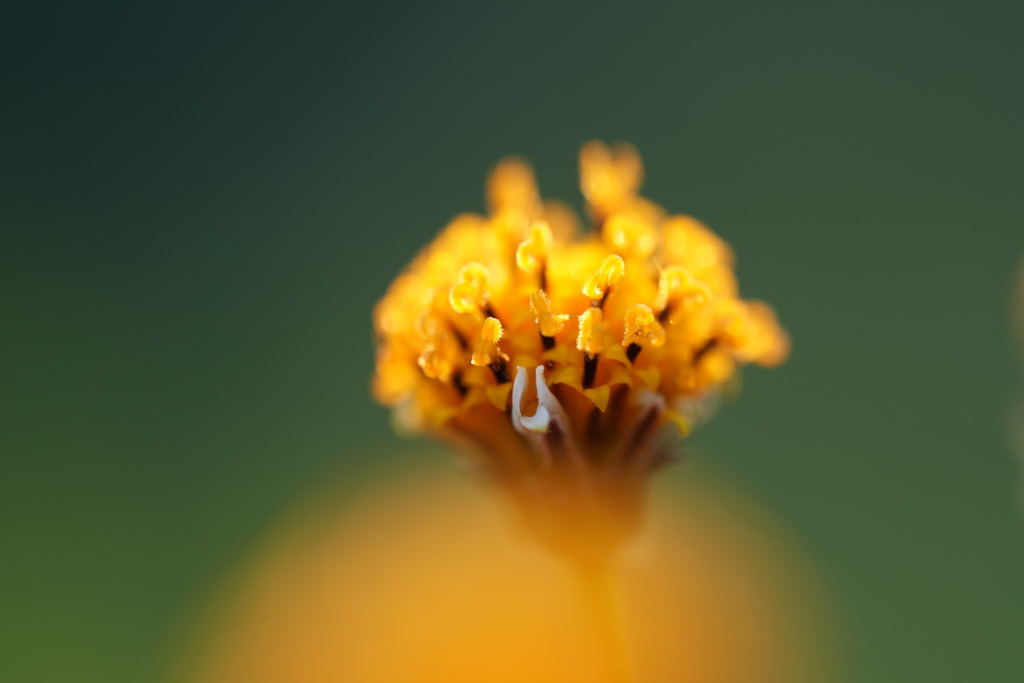 コセンダングサ−１