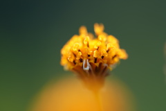 コセンダングサ−１