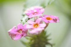 ランタナ−１