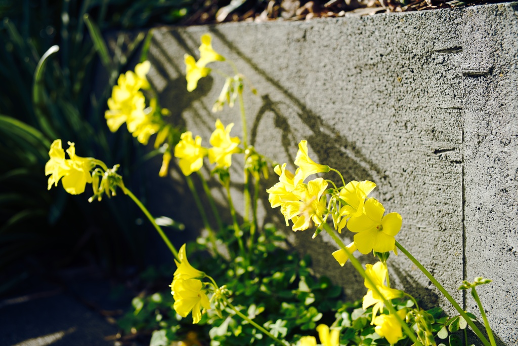 散歩中に見つけた花