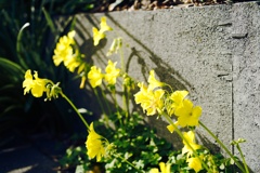 散歩中に見つけた花