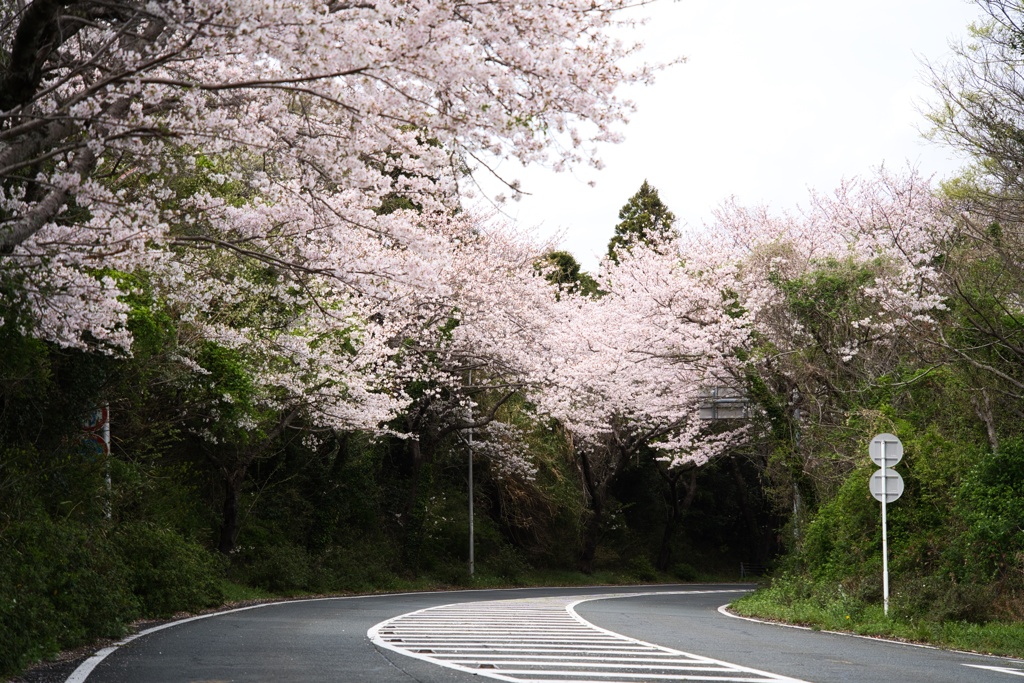 サクラの山道