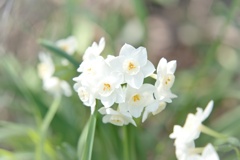 narcissus