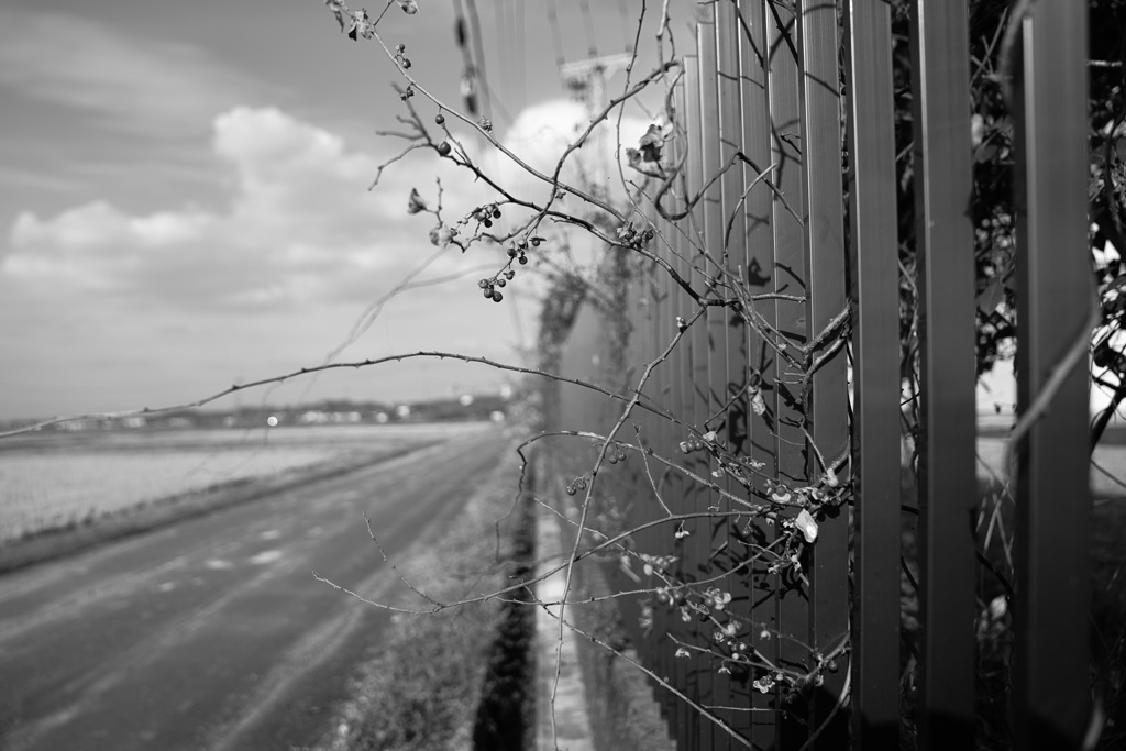 フェンス際−１