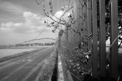 フェンス際−１