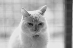 猫−３