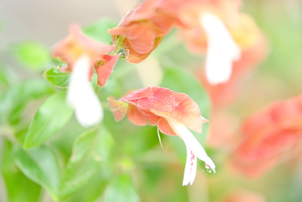 ベロペロネ