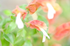 ベロペロネ