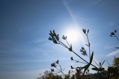 仰ぎ見る空