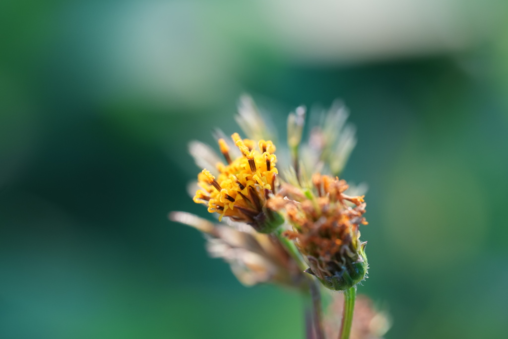 コセンダングサ−２