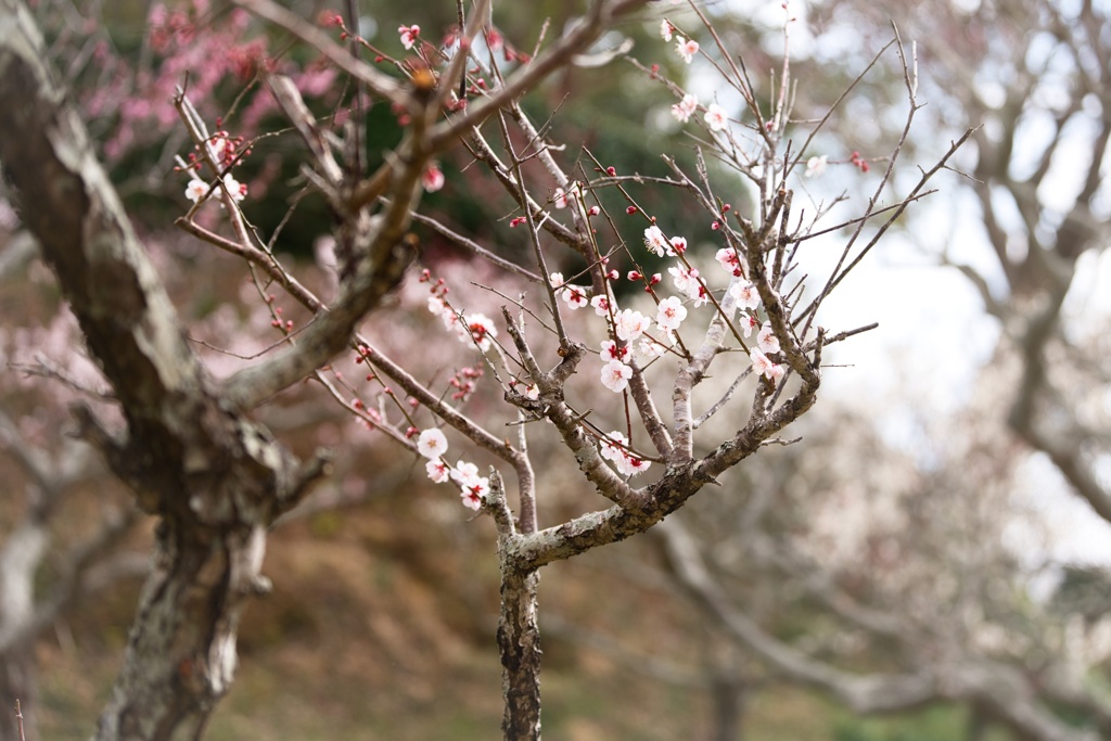 立華