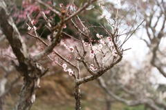 立華