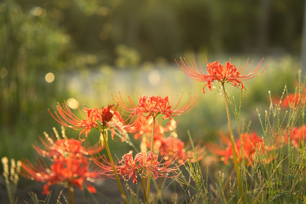 ヒガンバナ