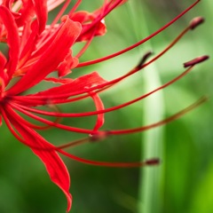 彼岸花−２