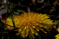 タンポポ−１