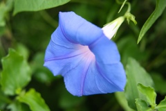 アサガオ