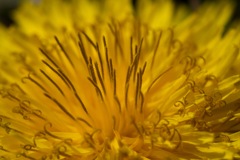 タンポポ−２