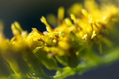 セイタカアワダチソウ