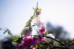 華