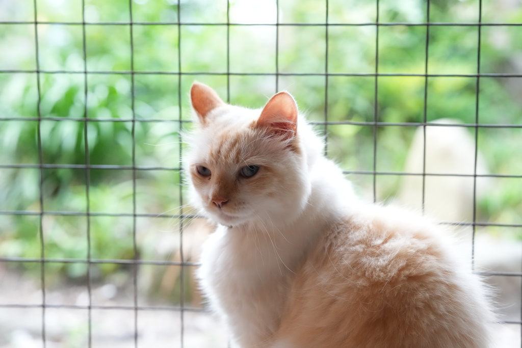 見返り猫−１