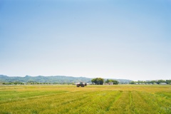 麦畑とトラクター