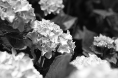 紫陽花−１