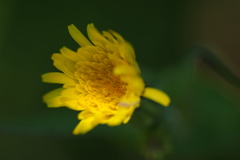 野花−２
