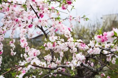 桃の花−２