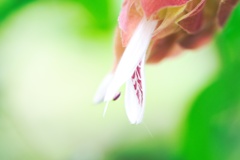 ベロペロネ