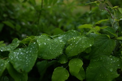 雫