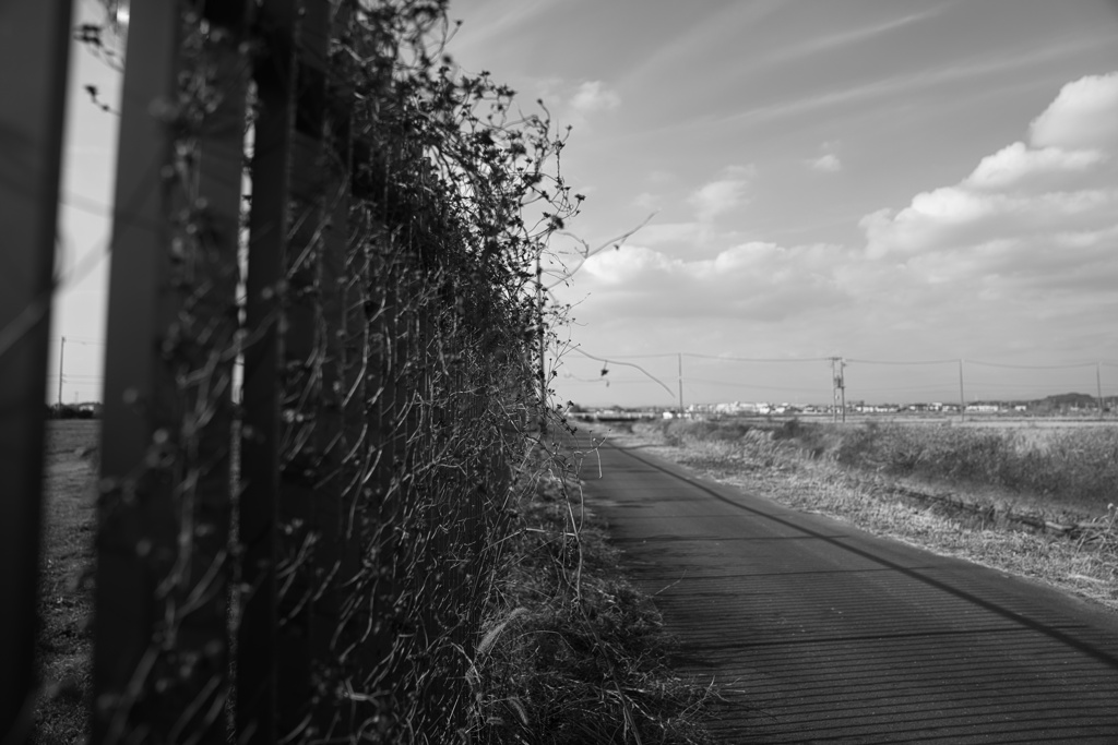 フェンス際−２