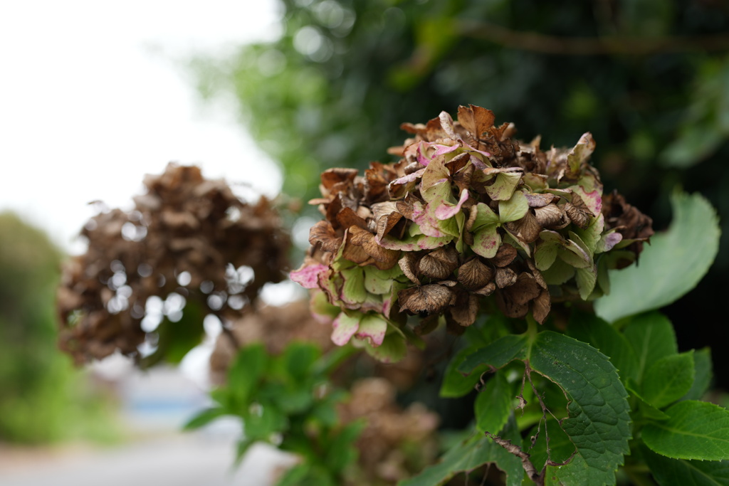 枯れ花